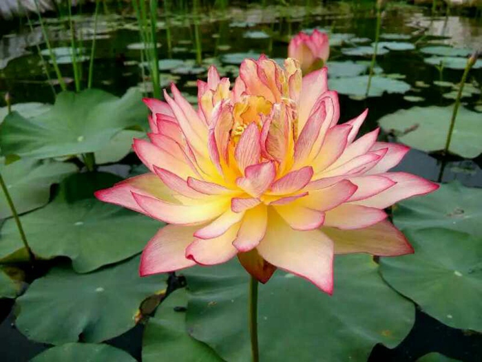 雨花情